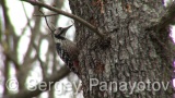 Видео клип на Белогръб кълвач - Белогръб кълвач през размножителния период на ранна пролет в дъбовата гора около синеморец